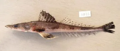 Rough flathead (Grammoplites scaber)