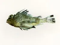 Rough gurnard perch (Neosebastes pandus)