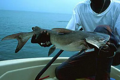 Rough-head sea catfish (Arius latiscutatus)