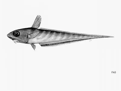 Rough-head whiptail (Coelorinchus aspercephalus)