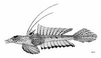 Rough-headed dragonet (Callionymus limiceps)