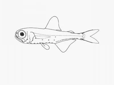 Rough lanternfish (Electrona subaspera)