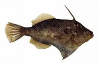 Rough leatherjackets (Scobinichthys granulatus)