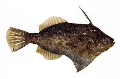 Rough leatherjackets (Scobinichthys granulatus)