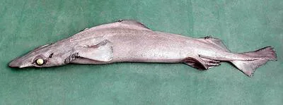 Rough longnose dogfish (Deania hystricosa)