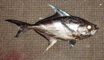 Rough pomfret (Taractes asper)