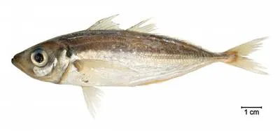 Rough scad (Trachurus lathami)