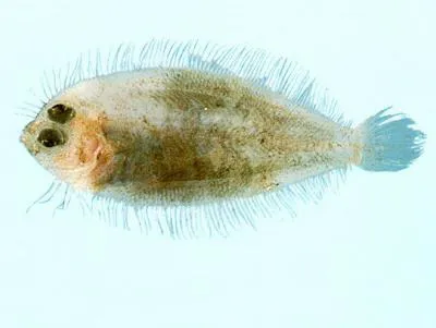 Rough-scaled flounder (Psettina gigantea)