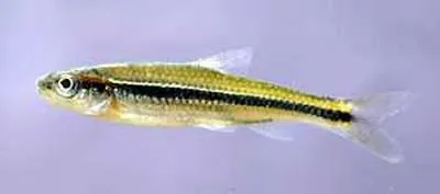 Rough shiner (Notropis baileyi)