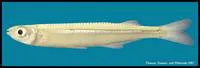 Rough silverside (Membras martinica)