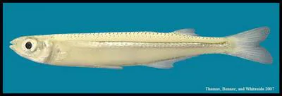 Rough silverside (Membras martinica)