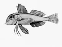 Rough-snouted gurnard (Lepidotrigla mulhalli)