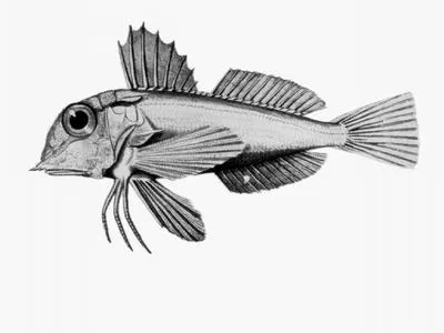 Rough-snouted gurnard (Lepidotrigla mulhalli)