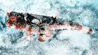 Roughback batfish (Ogcocephalus parvus)