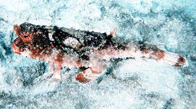 Roughback batfish (Ogcocephalus parvus)