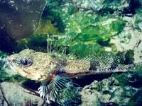 Roughback sculpin (Chitonotus pugetensis)