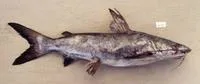 Roughback sea catfish (Plicofollis tonggol)