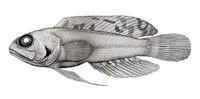 Roughcheek jawfish (Opistognathus leprocarus)