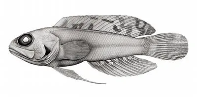 Roughcheek jawfish (Opistognathus leprocarus)