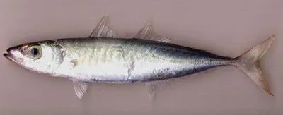 Roughear scad (Decapterus tabl)