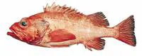 Rougheye rockfish (Sebastes aleutianus)