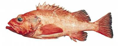 Rougheye rockfish (Sebastes aleutianus)