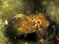 Roughhead blenny (Acanthemblemaria aspera)