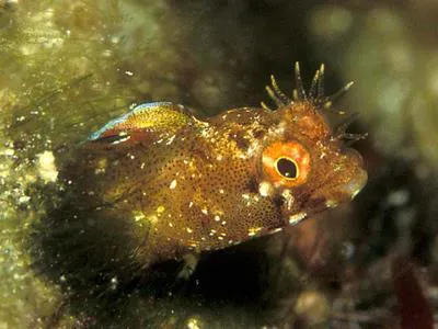 Roughhead blenny (Acanthemblemaria aspera)