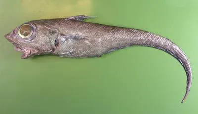 Roughhead grenadier (Macrourus berglax)