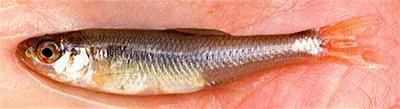 Roughhead shiner (Notropis semperasper)