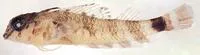 Roughhead triplefin (Enneanectes boehlkei)