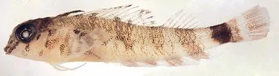 Roughhead triplefin (Enneanectes boehlkei)