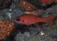 Roughlip cardinalfish (Apogon robinsi)