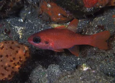 Roughlip cardinalfish (Apogon robinsi)