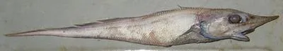 Roughnose grenadier (Trachyrincus murrayi)