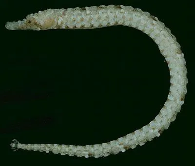Roughridge pipefish (Cosmocampus banneri)