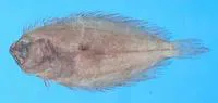 Roughscale flounder (Pseudorhombus oligodon)