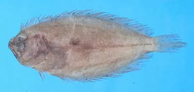 Roughscale flounder (Pseudorhombus oligodon)