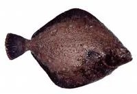 Roughscale sole (Clidoderma asperrimum)