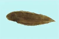 Roughscale tonguesole (Cynoglossus lida)