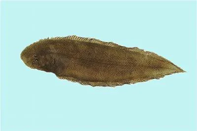 Roughscale tonguesole (Cynoglossus lida)