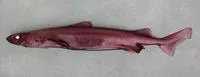 Roughskin dogfish (Centroscymnus owstonii)