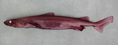 Roughskin dogfish (Centroscymnus owstonii)