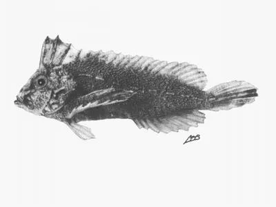 Roughskin scorpionfish (Cocotropus monacanthus)