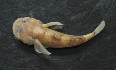 Roughskin sculpin (Trachidermus fasciatus)
