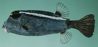 Roughskin trunkfish (Ostracion trachys)