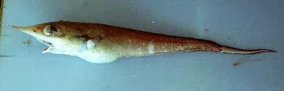 Roughsnout grenadier (Trachyrincus scabrus)