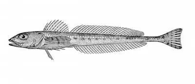 Roughspine sculpin (Triglops macellus)
