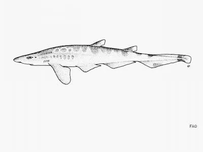 Roughtail catshark (Galeus arae)