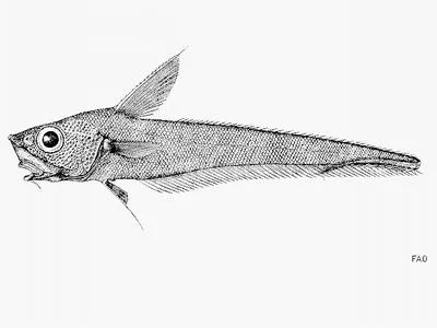 Roughtip grenadier (Nezumia sclerorhynchus)